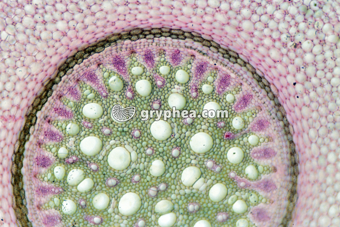 Racine aérienne de Philodendron CT x15 - gryphea.com